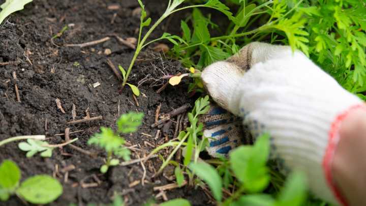 The Best Weather Conditions To Pull Weeds In For A Quick & Easy Job