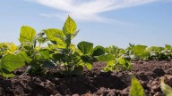 Agricultores del sur de Sinaloa quedan fuera de nuevos distritos de riego