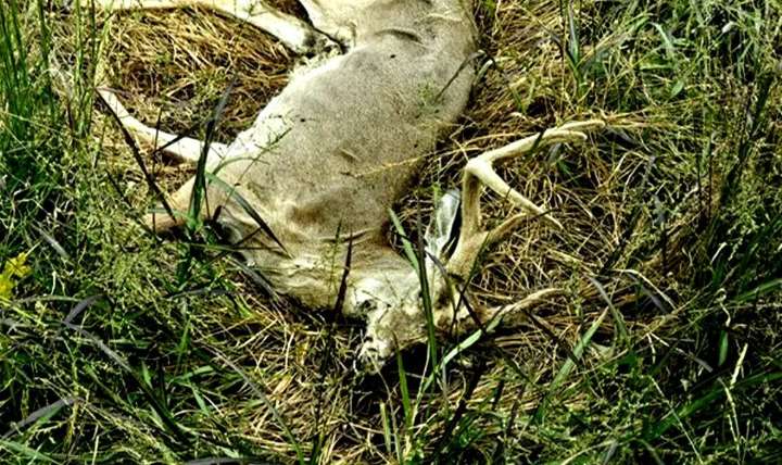 EHD continues, but W.Va. DNR has no plans to change hunting seasons