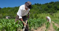 Valor de exportaciones agropecuarias y de minería se desploma en segundo trimestre de 2025