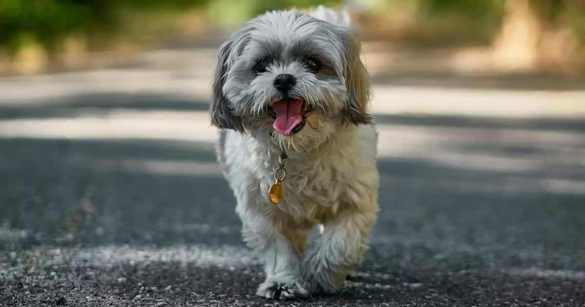Thinking About a Shih Tzu? 7 Things to Know Before You Commit