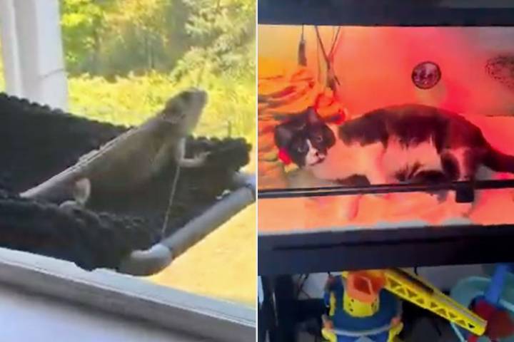Cat and Lizard Have a 'Freaky Friday Moment' in Surprising Video