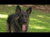 Georgia dog rescues targeted by cyberattacks
