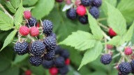 The Very Best Way To Prune Your Black Raspberry Plant
