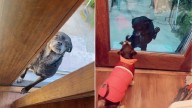 California Pup Visits Her Best Friend’s House, But Something’s Missing