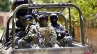 Localizan y destruyen plantío de marihuana en Cananea