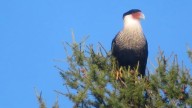 Rare bird normally found in South and Central America spotted in northern Ontario