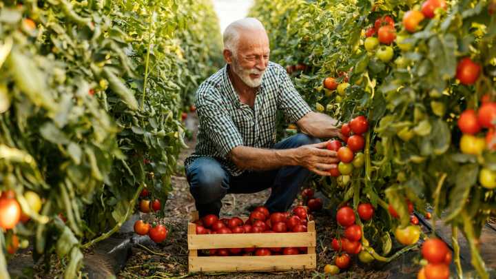 How To Know When It's Too Late To Prune Tomato Plants