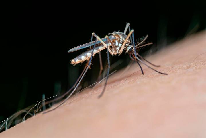 Andalucía confirma el primer caso de fiebre del Nilo occidental esta temporada, en una persona residente en Mojacar