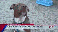 New task force working to reduce number of stray dogs in Montgomery Co.