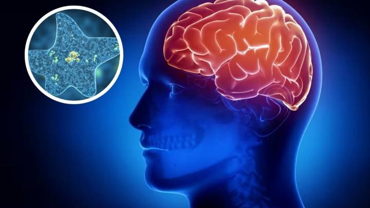 Emiten alerta sanitaria por ameba “comecerebos”; van 19 muertos durante el 2025