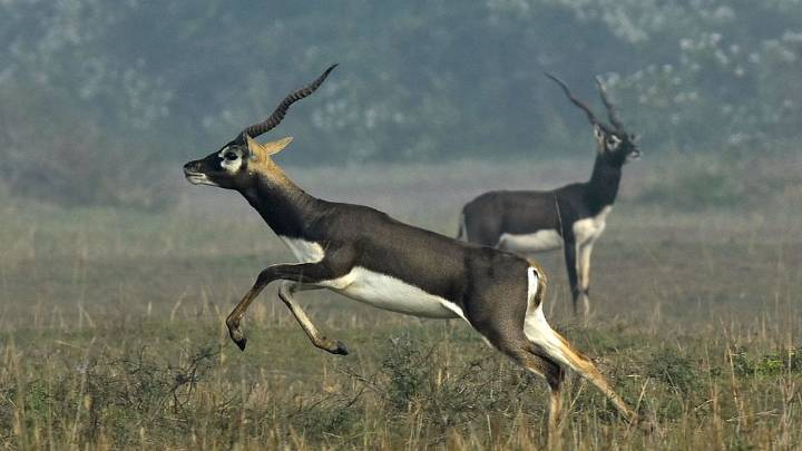 MP News: South Africa Team Awaits Permission For Pilot After Shajapur Black Bucks’ Capture