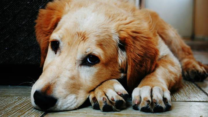 ¿Cada cuanto debe salir a pasear un perro? Algunos lo sacan más de la cuenta, estas son sus necesidades