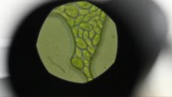 Revelan el rol de una microalga en la captura de dióxido de carbono en el océano Antártico