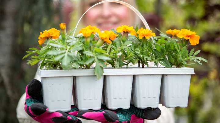 The Clever Way To Get Endless Blooms Out Of Your Store