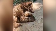 Denuncian el abandono de una osa parda en zoológico de México: el video que generó indignación