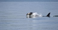 Una nueva orca es vista cargando el cadáver de su cría en aguas de Washington