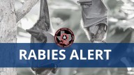 Rabid bat found in Cedar Park for fifth time this year
