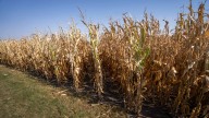 No firm EPA decision yet on biofuel blending obligations