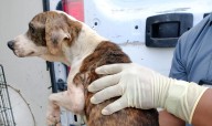 Rescatan 14 animales en condiciones deplorables en Misiones de Creel
