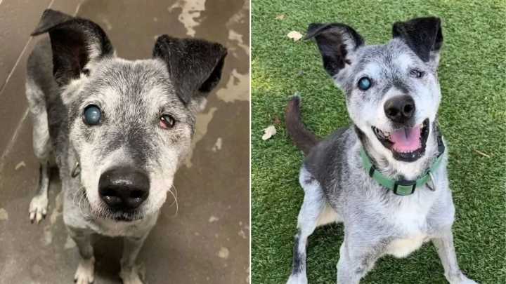California 19-Year-Old Dog Surrendered To Shelter Gets One Last Chance For A Bright Future