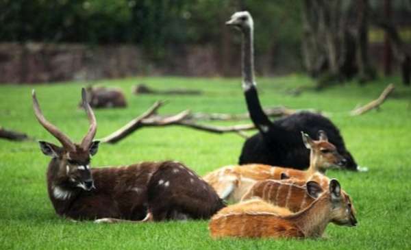 Una investigación reveló qué animal reemplazaría a ser humano