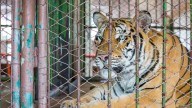 Tiger fatally mauls handler during big cat show in Oklahoma, sheriff says