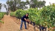 «Mi primer año en ecológico no ha sido fácil, pero espero una cosecha de calidad y cantidad»