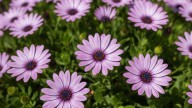 Las cinco plantas que podés sembrar en octubre para tener un jardín colorido en verano