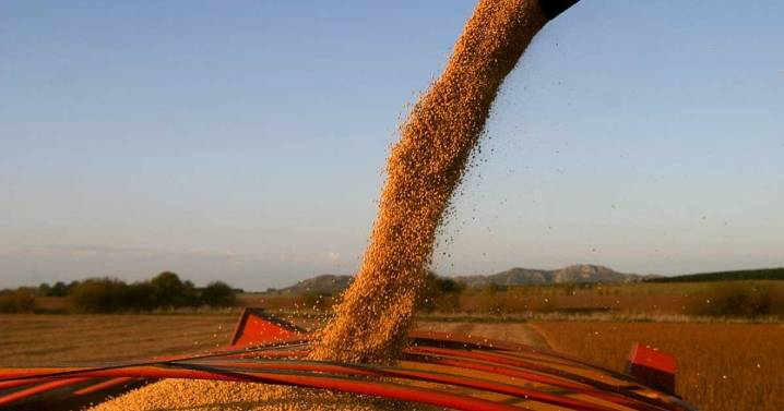 Retenciones 0% y baja del dólar: cómo impactó en los precios de los alimentos