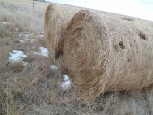Alberta marks 75 years of rat