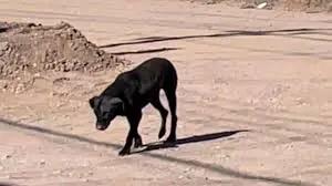 Aumentan reportes por perros callejeros en Ciudad Obregón: van 530 en el año