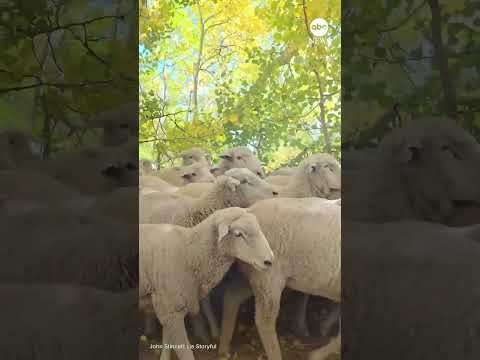 Scenic drive through Utah mountains blocked by ‘endless sea’ of sheep
