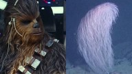 Scientists Name Furry Deep-Sea Coral After Chewbacca