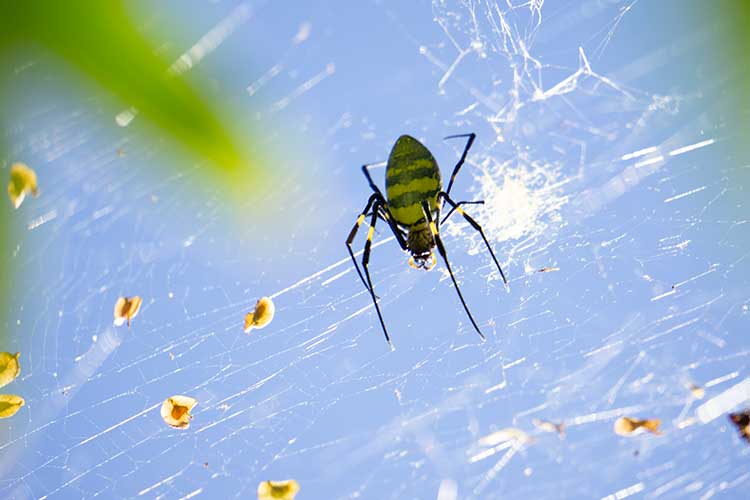Joro Spiders Surge Across Georgia: What You Need to Know