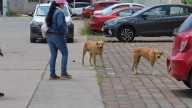 Jauría de perros desata conflicto vecinal en Campestre del Vergel