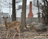 Parma surveying residents prior to third year of deer culling program