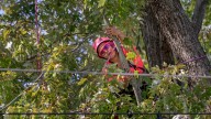Tree trimming is partly to blame for AES rate hikes