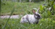The rabbits of Rodney: As feral bunny colonies grow in Helena, so does their legend
