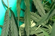 Fármaco elaborado a partir de mariguana redujo el dolor de espalda