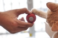 Look what the cat dragged in: a Cheerble ball