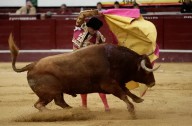 Corte Constitucional prohíbe corridas de toros, cabalgatas, coleo y peleas de gallos en Colombia