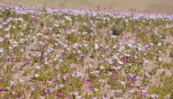 Primeros brotes del desierto florido: Peak será en octubre