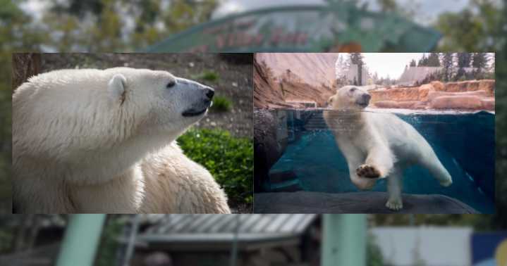 Henry Vilas Zoo to welcome new polar bear
