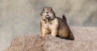 Prairie dog deaths in La Plata County stoke fears of plague among Colorado health officials