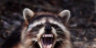 One person, two dogs potentially exposed to rabid raccoon in Kershaw County