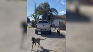 California Shelter Staff Shocked And Heartbroken As Owner Discards Two Pups From Their Vehicle