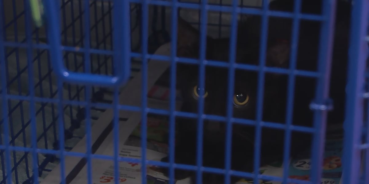 ‘You’re their voice’: New cat clinic in Livingston encouraging community to volunteer in their spay