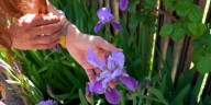 Cuáles son las tres flores ideales para lograr un jardín colorido en el inicio de la primavera
