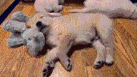23 rescued golden retriever puppies to be up for adoption in Mass.